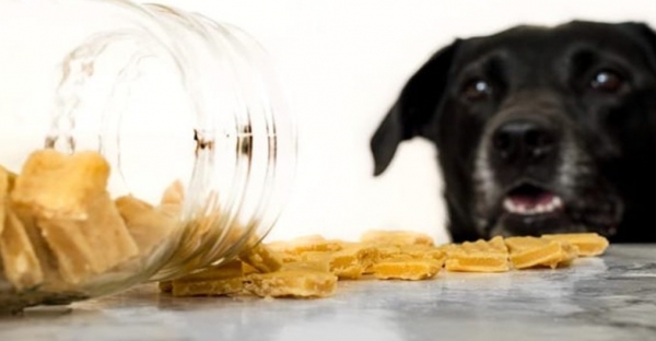 A QUANTIDADE DE PETISCOS E AGRADOS AUMENTOU NA QUARENTENA?