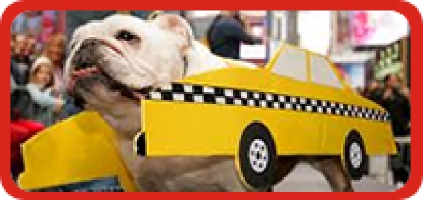 Taxi Dog