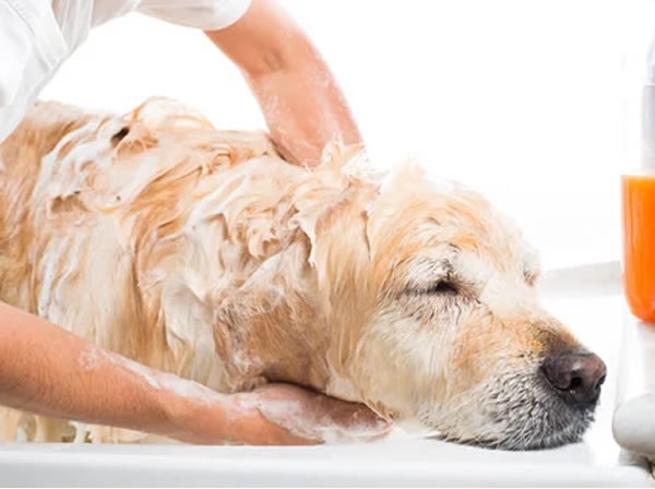 Higiene e Adestramento