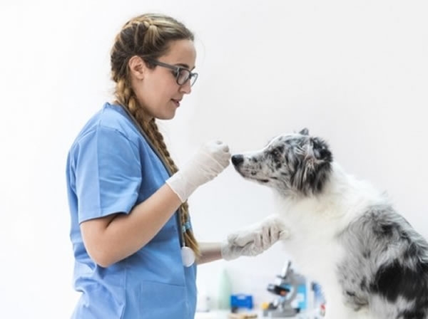 Linha Veterinária