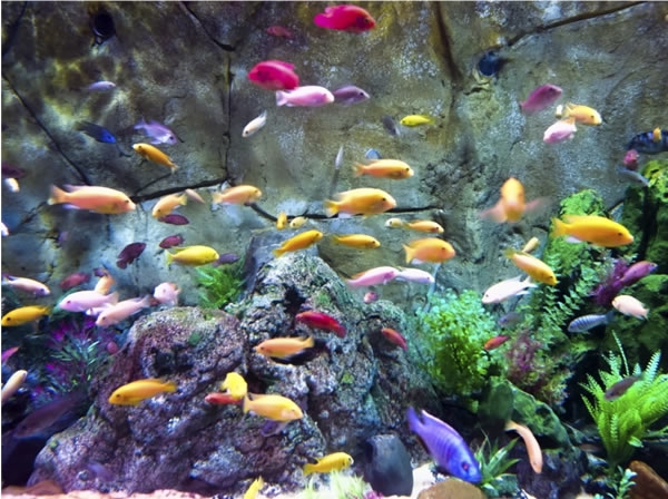 Peixes Ornamentais